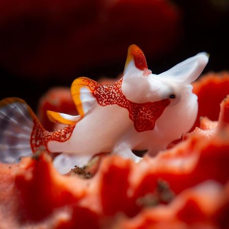 Palm Springs Bali Dive Resort Туламбен Екстер'єр фото