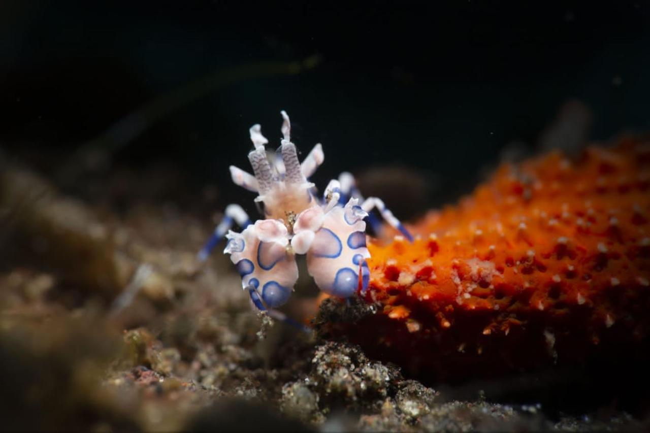 Palm Springs Bali Dive Resort Туламбен Екстер'єр фото